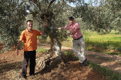 Calle and Henrik were the first adopters to travel to Ermioni just to see their tree, in April 2009.