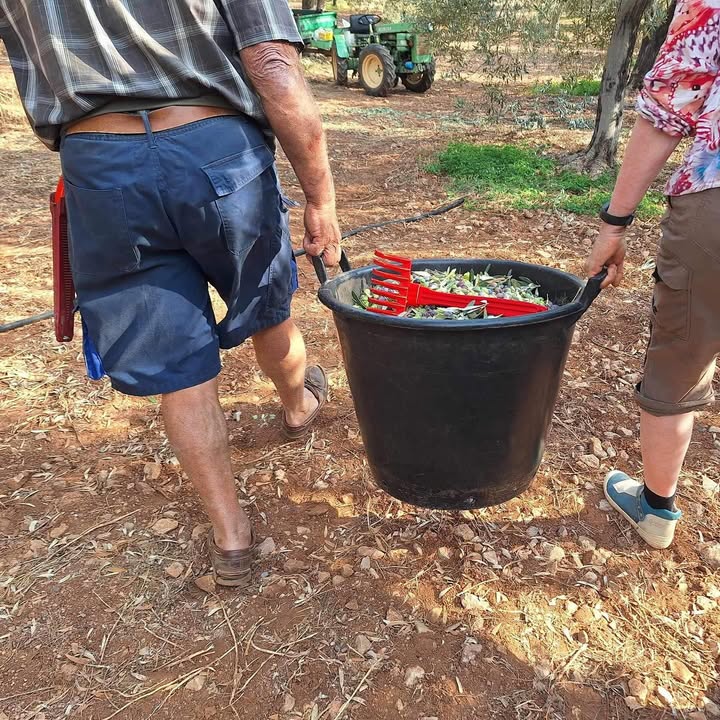 Manaki Gold ekologisk olivolja