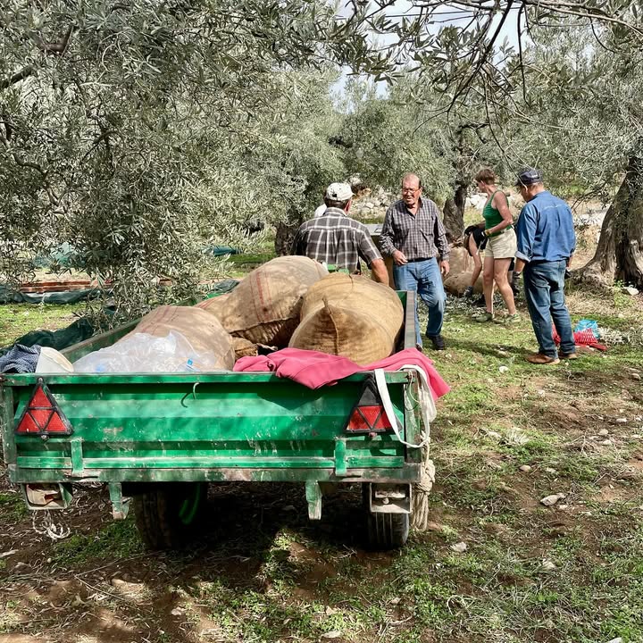 Manaki Gold ekologisk olivolja