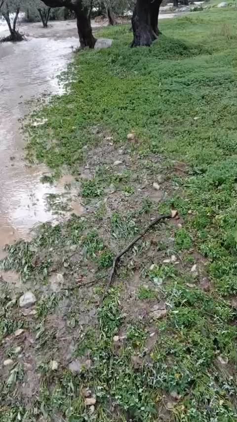 Manaki Gold ekologisk olivolja